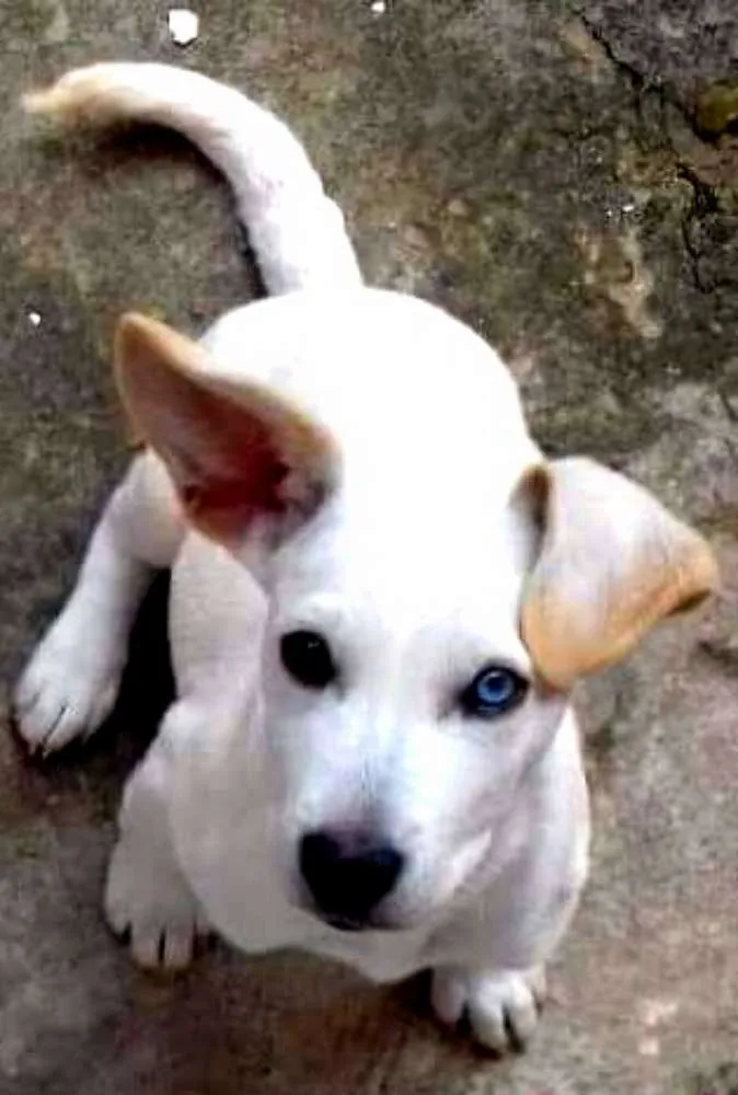Cachorro ra a  idade 2 a 6 meses nome Doguinho 