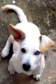 Doguinho