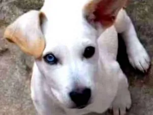 Cachorro raça  idade 2 a 6 meses nome Doguinho 