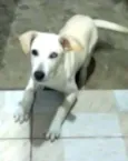 Doguinho