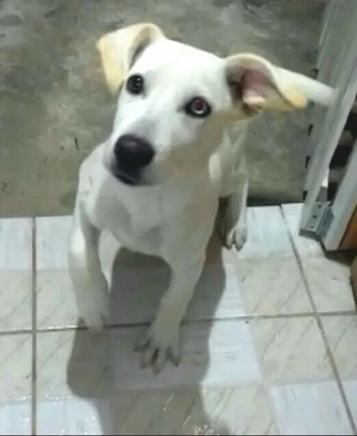 Cachorro ra a  idade 2 a 6 meses nome Doguinho 