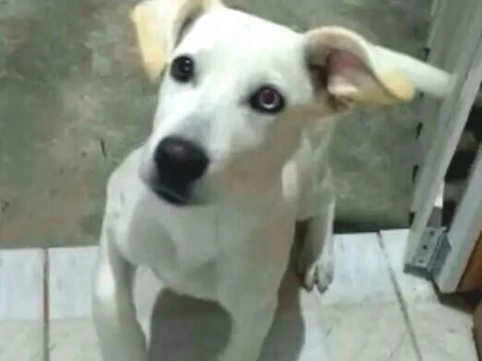 Cachorro ra a  idade 2 a 6 meses nome Doguinho 
