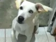 Doguinho