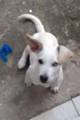 Doguinho