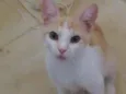 Miguelzinho