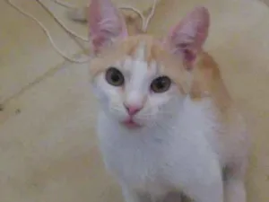 Gato raça SRD idade 2 a 6 meses nome Miguelzinho