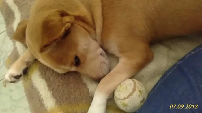 Cachorro ra a Vira-lata  idade 2 anos nome Kitana