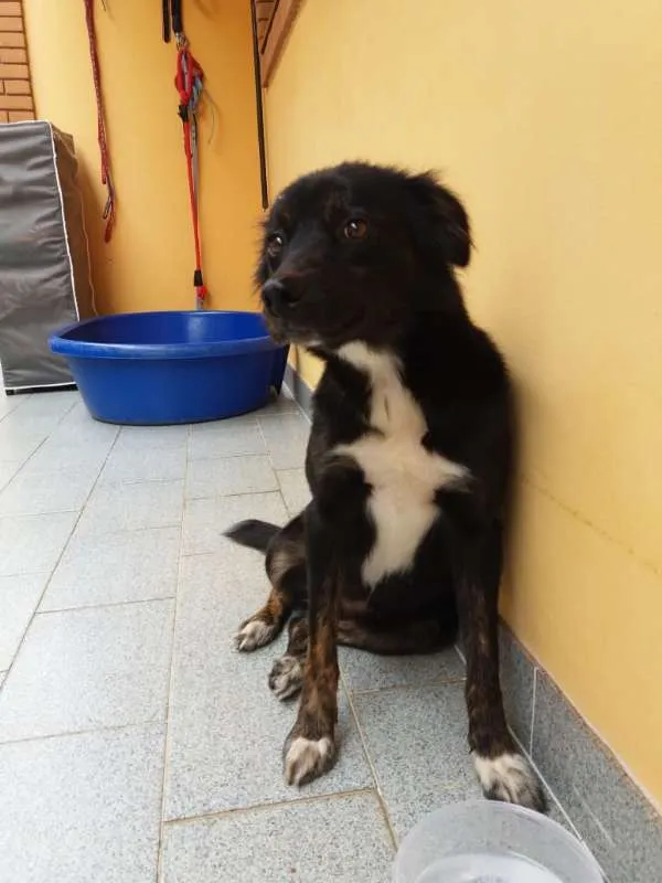 Cachorro ra a SRD idade 2 anos nome Hope