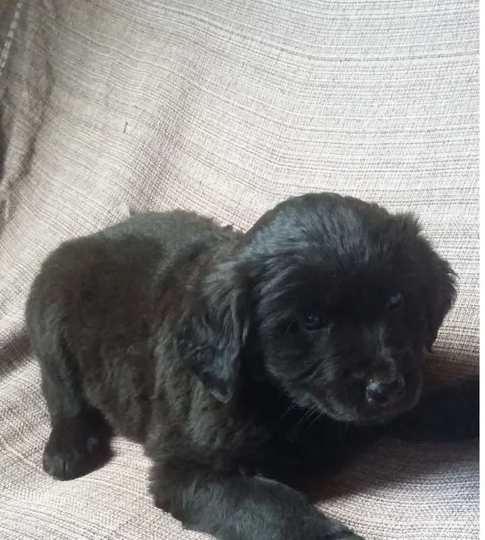 Cachorro ra a Vira lata idade 2 a 6 meses nome sem nome