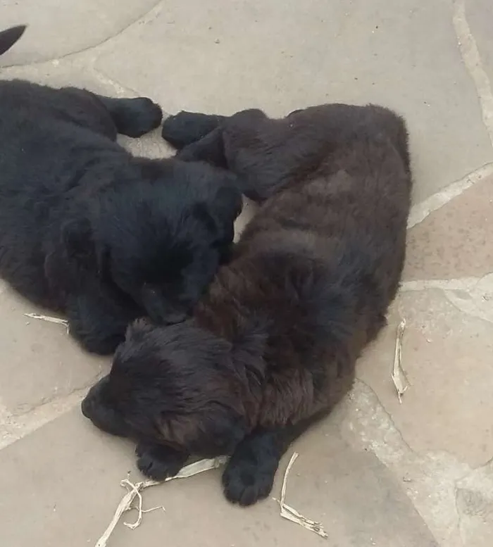Cachorro ra a Vira lata idade 2 a 6 meses nome sem nome