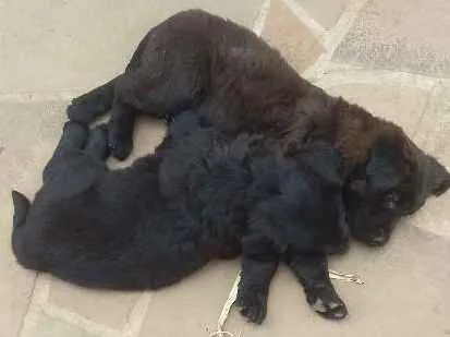 Cachorro ra a Vira lata idade 2 a 6 meses nome sem nome