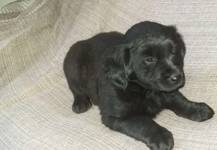 Cachorro ra a Vira lata idade 2 a 6 meses nome sem nome