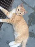 Fofinho