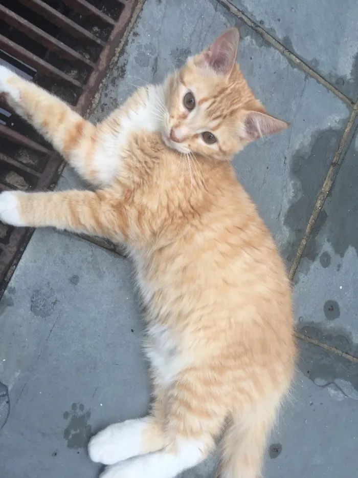Gato ra a  idade 2 a 6 meses nome Fofinho