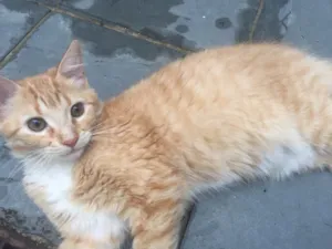 Gato raça  idade 2 a 6 meses nome Fofinho