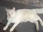 Gato raça  idade 7 a 11 meses nome Branquinho 