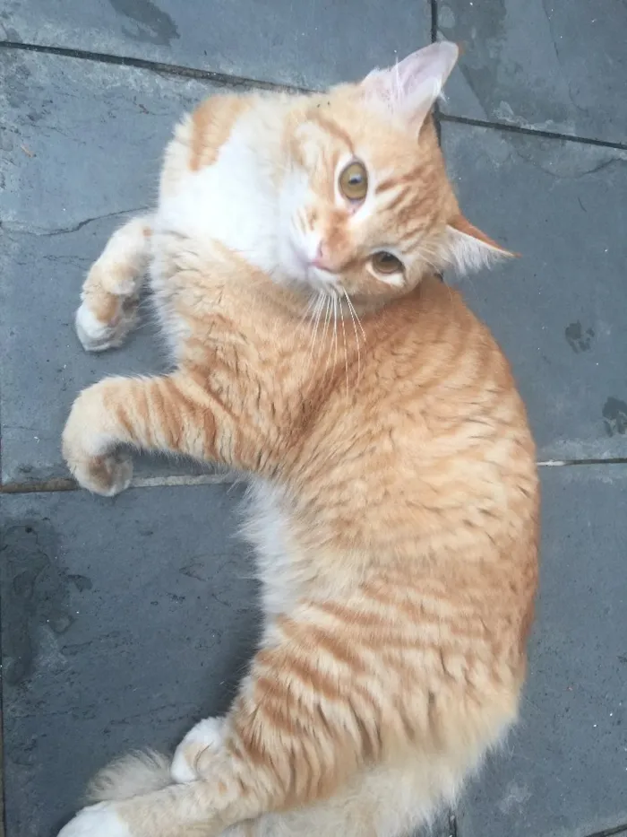 Gato ra a  idade 7 a 11 meses nome Garfield 