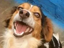Cachorro ra a SRD idade 3 anos nome Peludinho