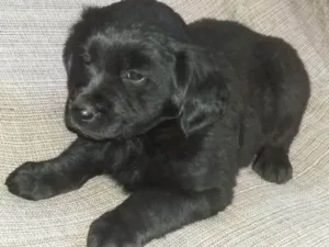 Cachorro raça Vira lata idade 2 a 6 meses nome sem nome