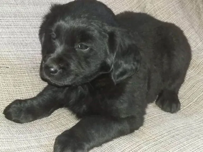 Cachorro ra a Vira lata idade 2 a 6 meses nome sem nome