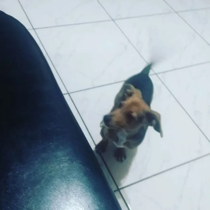 Cachorro raça  idade 2 a 6 meses nome Sans