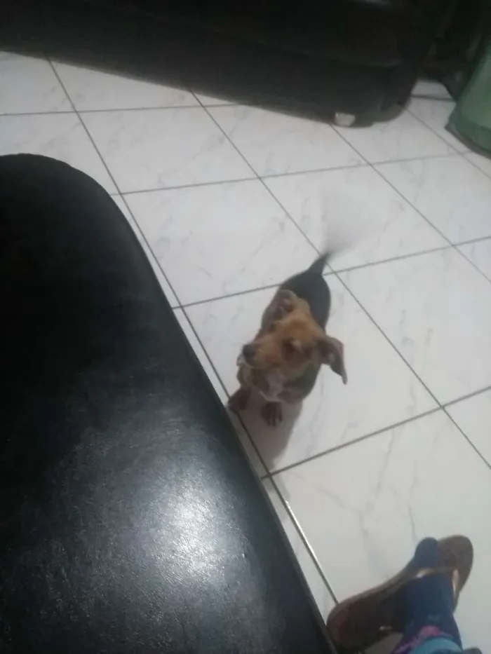 Cachorro raça  idade 2 a 6 meses nome Sans