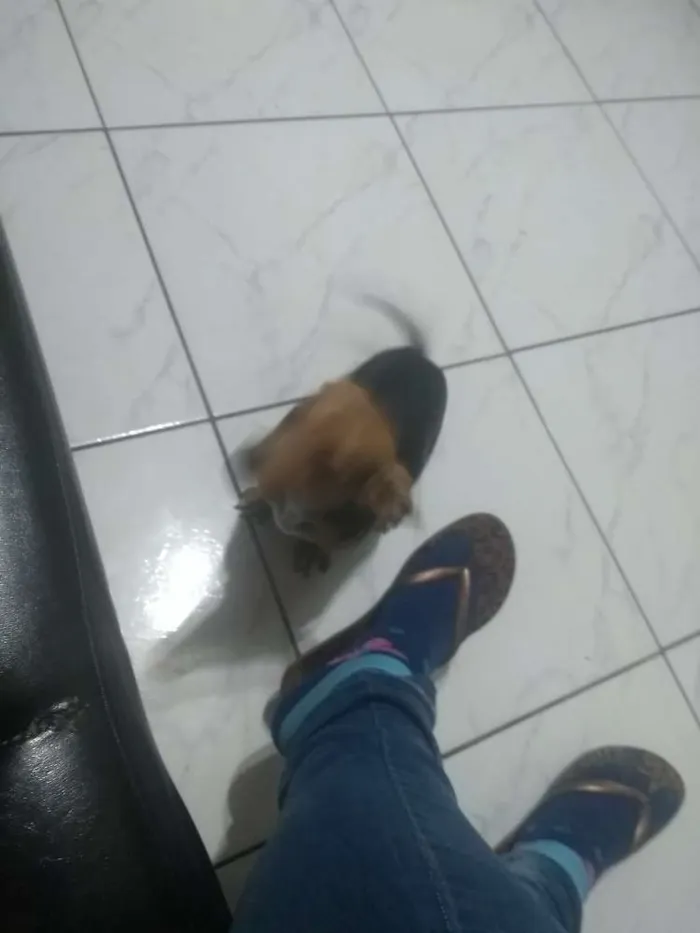 Cachorro raça  idade 2 a 6 meses nome Sans