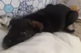 Lili