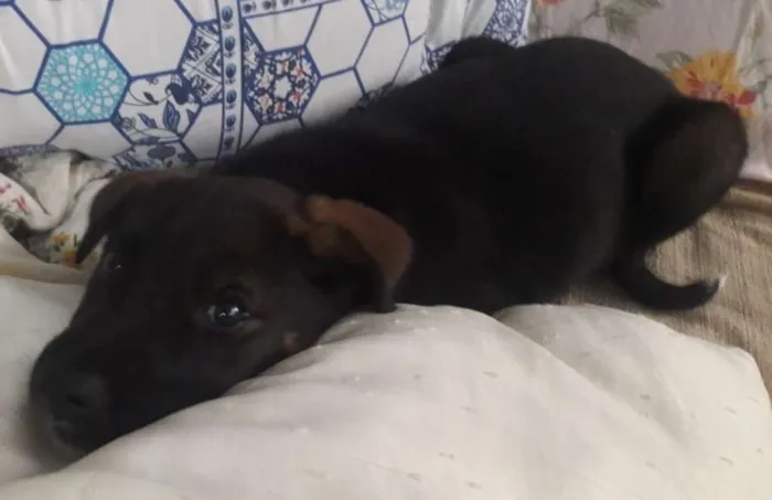 Cachorro ra a srd idade 2 a 6 meses nome Lili