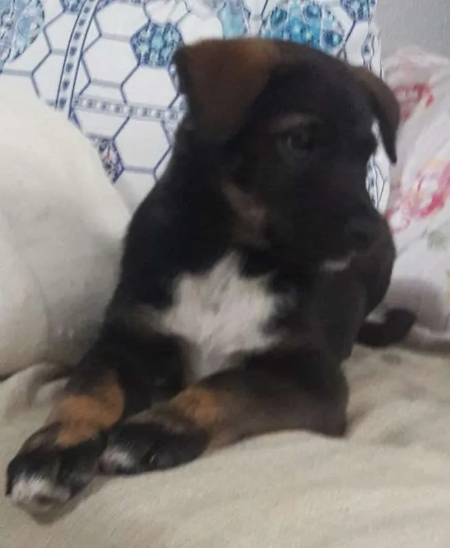 Cachorro ra a srd idade 2 a 6 meses nome Lili