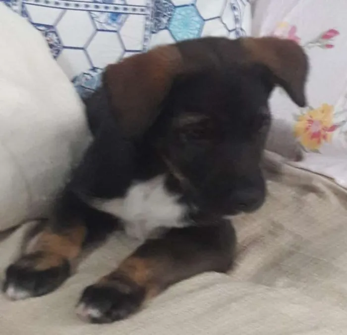 Cachorro ra a srd idade 2 a 6 meses nome Lili