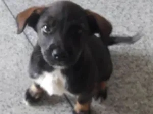 Cachorro raça srd idade 2 a 6 meses nome Lili