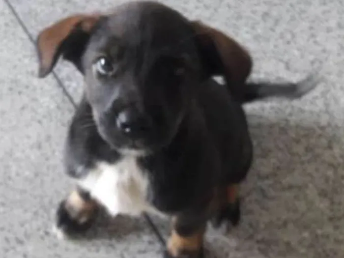 Cachorro ra a srd idade 2 a 6 meses nome Lili