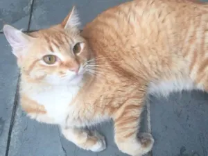 Gato raça  idade 7 a 11 meses nome Garfield 
