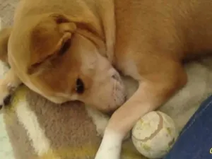 Cachorro raça Vira-lata  idade 2 anos nome Kitana