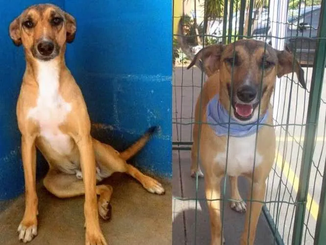Cachorro ra a SRD idade 1 ano nome Charles