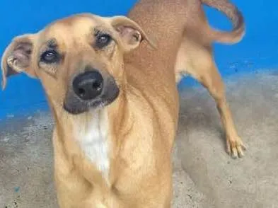 Cachorro ra a SRD idade 2 anos nome Amarelo