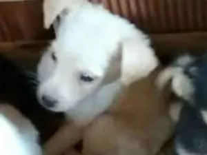 Cachorro raça Labrador com viralata idade Abaixo de 2 meses nome Sem nome