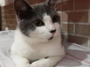 Gato raça Não sei idade 2 a 6 meses nome Grey