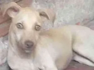 Cachorro raça Vira Lata  idade 2 a 6 meses nome Sem nome 