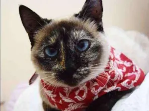 Gato raça SRD idade  nome Vênus