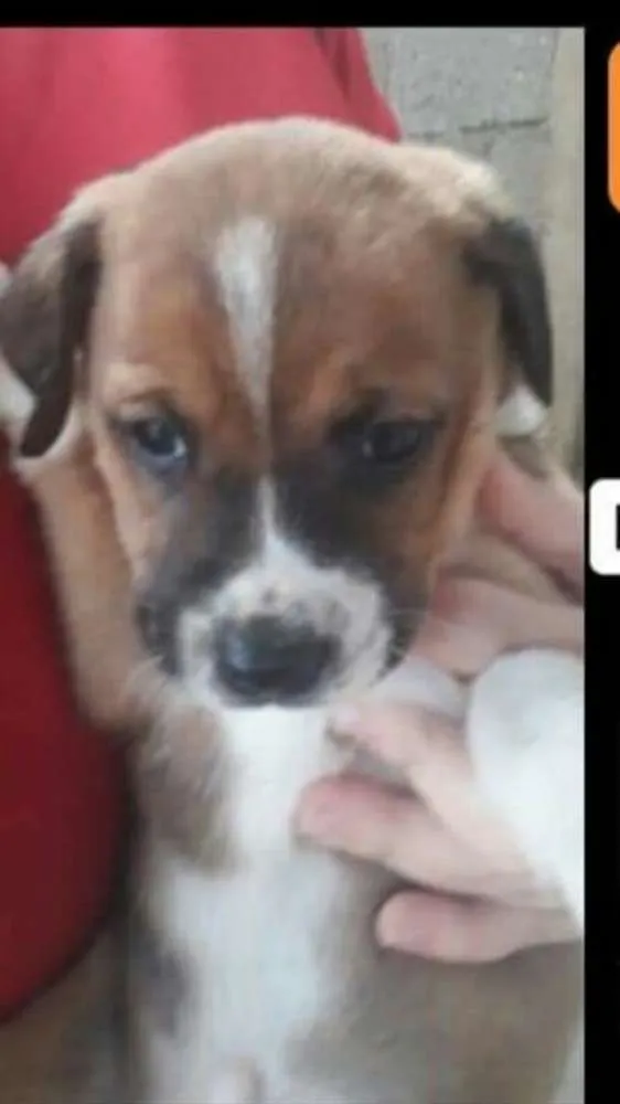 Cachorro ra a  idade Abaixo de 2 meses nome Filhotes ( Grajaú)!