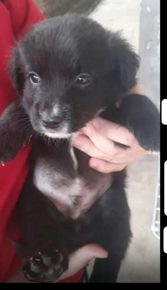 Cachorro ra a  idade Abaixo de 2 meses nome Filhotes ( Grajaú)!
