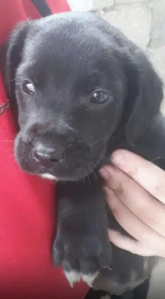 Cachorro ra a  idade Abaixo de 2 meses nome Filhotes ( Grajaú)!
