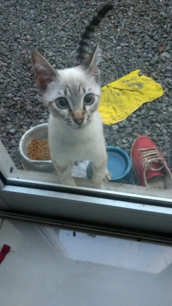 Gato ra a SRD idade 2 a 6 meses nome Sem nome