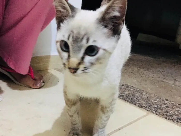 Gato ra a SRD idade 2 a 6 meses nome Sem nome
