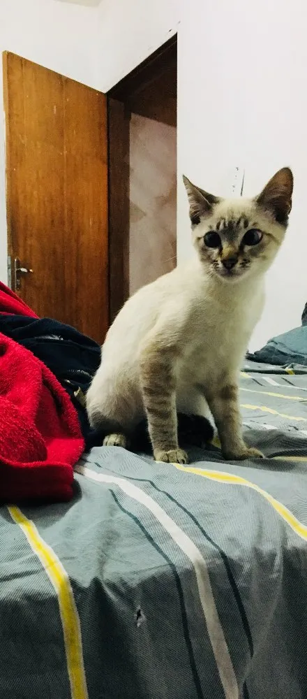 Gato ra a SRD idade 2 a 6 meses nome Sem nome