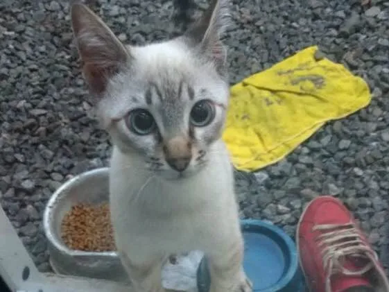 Gato ra a SRD idade 2 a 6 meses nome Sem nome
