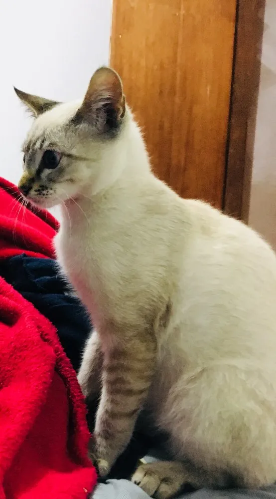 Gato ra a SRD idade 2 a 6 meses nome Sem nome
