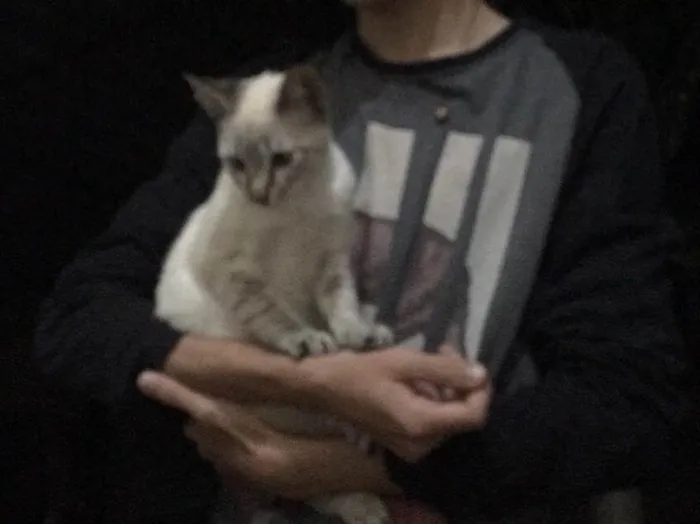 Gato ra a SRD idade 2 a 6 meses nome Sem nome